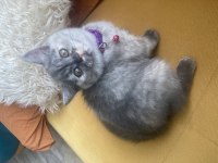 Teslime hazır british shorthair dişi yavrum