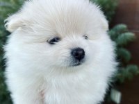 2 pomeranian kızımız