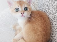 Full şecereli ny 12 erkek british shorthair