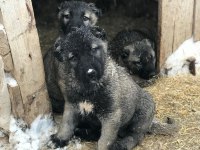 IRK GARANTİLİ SAFKAN KANGAL YAVRULARI