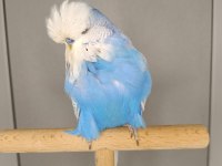 Muhabbet kuşu show jumbo