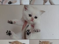 British Longhair Ve Shorthair