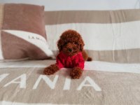 Toy Poodle Yavru Önce Canlı Görün