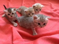 British Shorthair