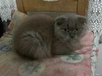Ücretsiz Sahiplendirme Scottish Fold Kedimiz