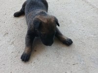 Safkan belçika kurdu malinois