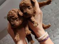 Yavru Toy Poodle