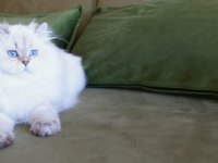 Full şecereli british longhair