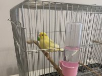 SAFKAN HARZ ROLLER ÇİFT KANARYA