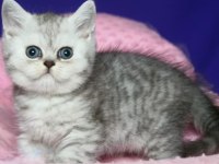 Safkan British Shorthair Silver Tabby Yavru