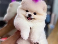 Orjinal Pomeranian Boo Ayı Surat