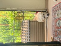 Köpeğimiz Güneş İçin Yuva Arıyoruz