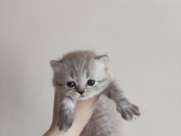 Sağlıklı kaliteli british shorthair yavrular