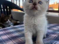 2 aylık tatlı scottish fold kızım