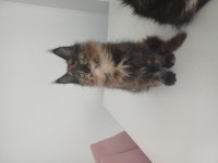 Xxl boy maine coon yavrular