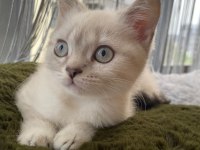 İki british shorthair kedimizi sahiplendirmek istiyoruz