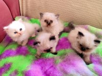 2 AYLIK DİŞİ VE ERKEK SAFKAN İRAN KEDİSİ YAVRULARI