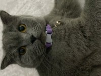 1 yaşında aşıları tam dişi british shorthair