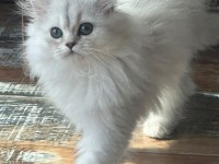 Silver safkan erkek yavru kediler