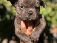 French bulldog bebeklerimiz yeni yuvalarını arıyor