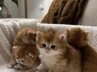 NY12 british longhair ve shorthair (ÜCRETSİZ DEĞİLDİR)