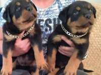 Erkek ve dişi rottweiler yavruları