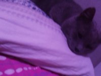 British shorthair cins cana yakın bir kedi