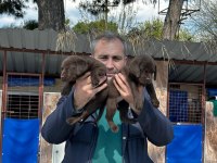 Labrador yavrularımız ruhsatlı çiftliğimizden