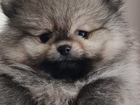 Pomeranian boo bebeklerimiz yeni sahiplerini bekliyorlar