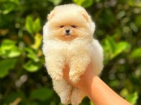 Irk ve Sağlık Garantili Orjinal Pomeranian Yavruları