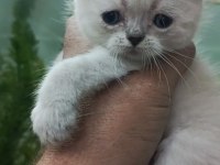 Scottish Fold Kırık Kulak