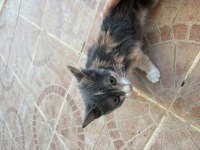 Tekir yavru kedi sahiplendirme