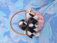 Shih tzu 3 erkek 1 dişi bebekler