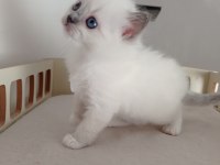 Şecereli anneden ve babadan ragdoll