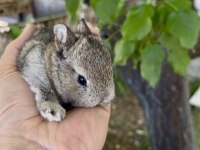 NETHERLAND DWARF ORJİNAL CÜCE TAVŞANLAR