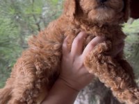 Kore Poodle Dişi Erkek 