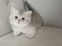 British shorthair golden cy ve ay yavrularım karşınızda