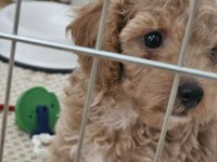 Toy poodle 3 aylık