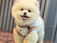 Ayıcık Pomeranian Boo