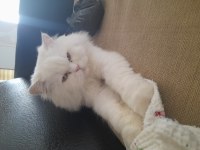Ücretsiz British Longhair Erkek