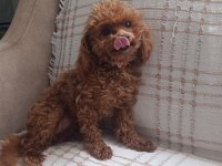 Tea Cup Redbrown Toy Poodle dişi