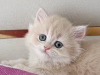 Çikolata Golden Safkan British Longhair