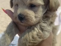 F2 maltipoo yavru