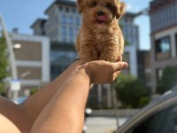 Sevimli poodle dostlarımız yeni yuvasını arıyor