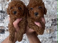 BİBLO GÜZELLİĞİNDE RED BROWN TEACUP POODLE BEBEKLER