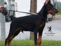 SAFKAN DOBERMAN ERKEK ASİLARİ TAM 4 AYLIK