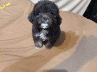 Anne altından kore boy amerikan Poodle bebekler