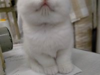 45 günlük scottish fold yavrumuz