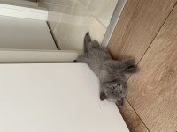 Yavru scottish fold