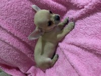 2 aylık yavru chihuahua